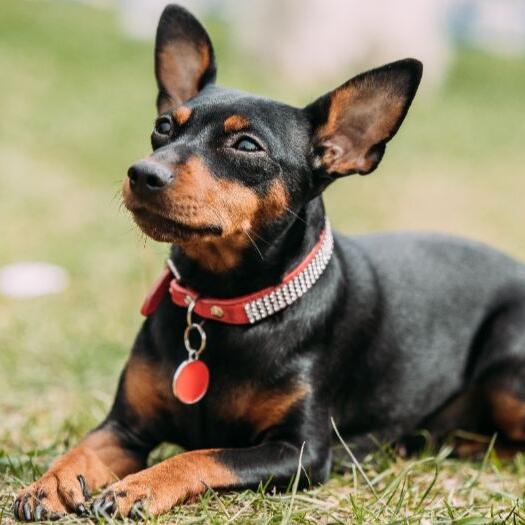 Miniature Pinscher