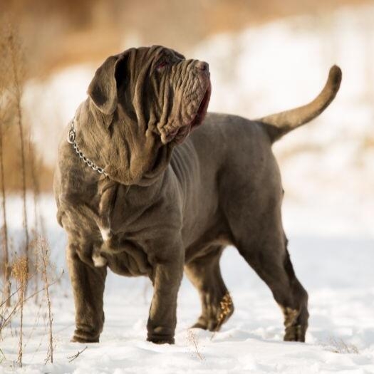 Neapolitan Mastiff