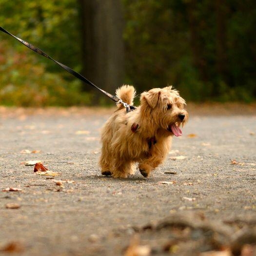 Norfolk Terrier