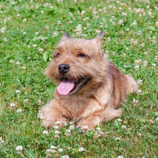 Norwich Terrier