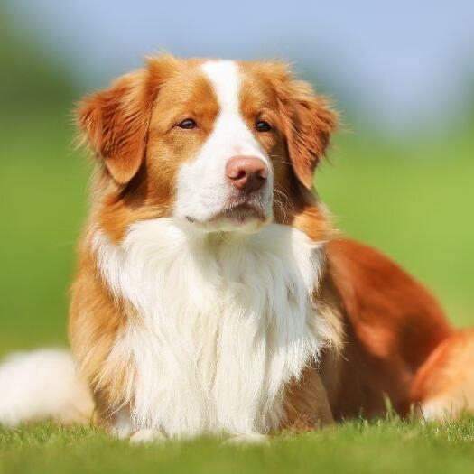 Nova Scotia Duck Tolling Retriever