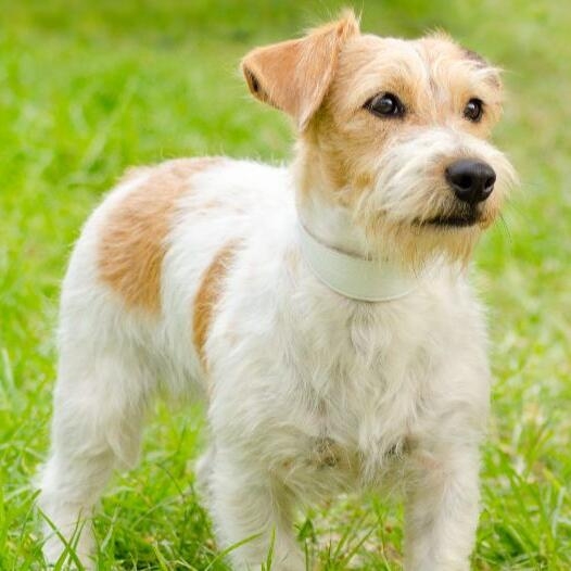 Parson Russell Terrier