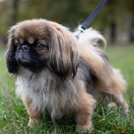 Pekingese