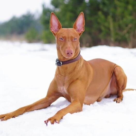 Pharaoh Hound