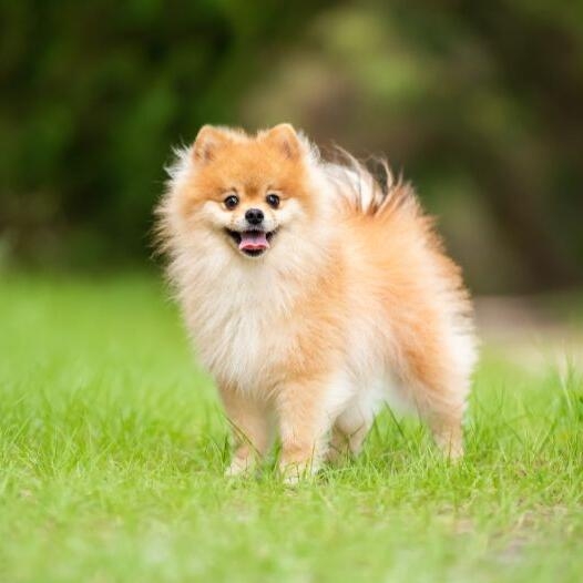 Pomeranian Dog Breed Information | Purina