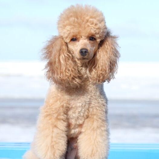 Poodle miniature