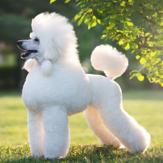 Poodle standard