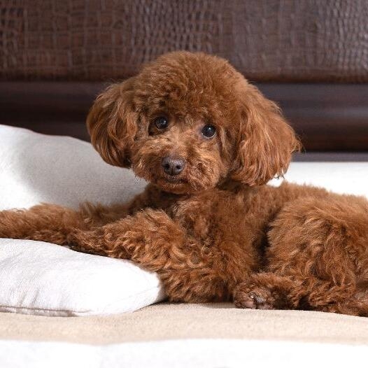 Toy Poodle Dog Breed Information