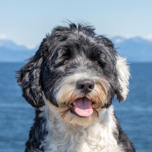 Portuguese Water Dog