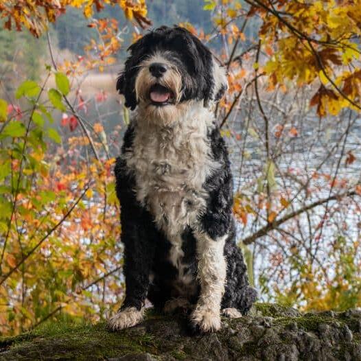 Portuguese Water Dog