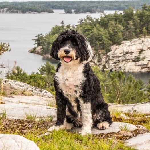 Portuguese Water Dog