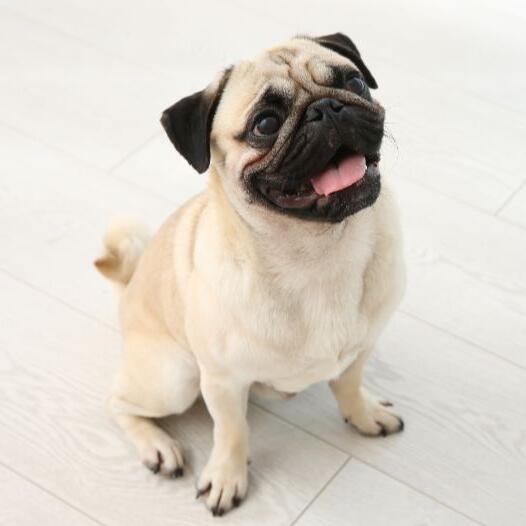 Pug