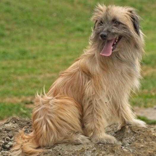 Pyrenean Sheepdog