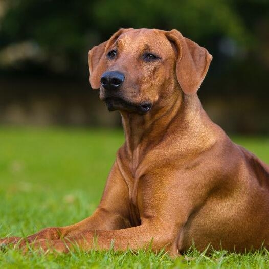 Rhodesian Ridgeback