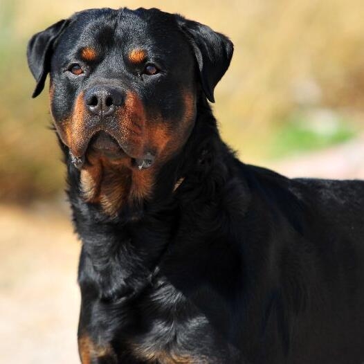 Rottweiler