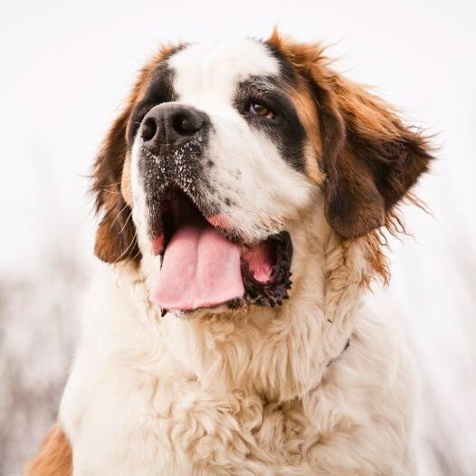 St. Bernard