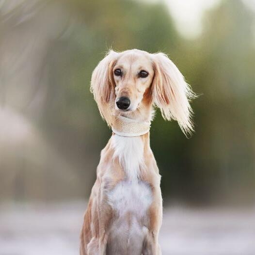 Saluki