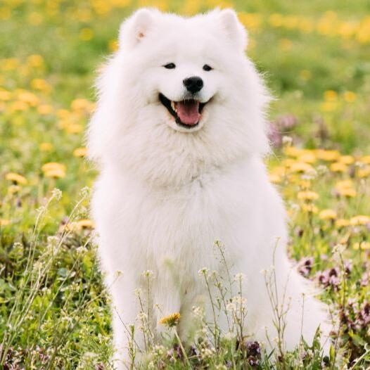 Samoyed