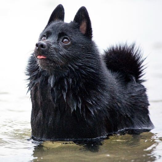 is a schipperke the right dog for you