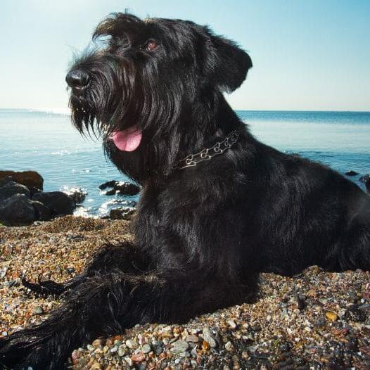 Schnauzer (Giant)