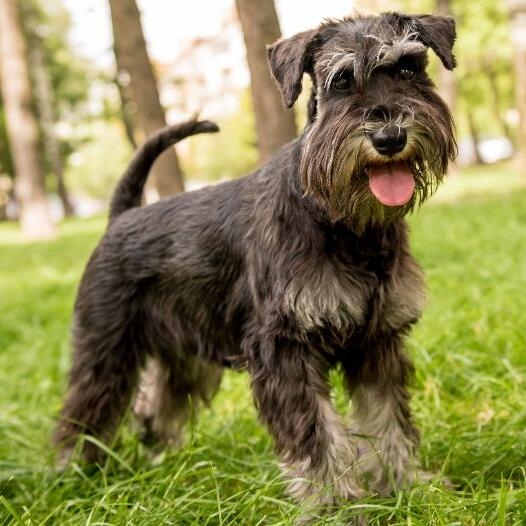 when does a mini schnauzer stop growing