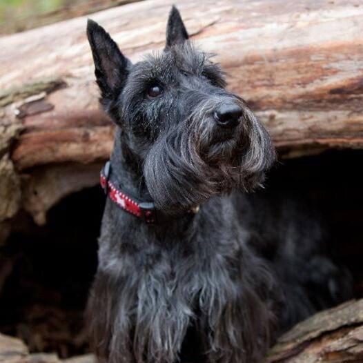 Scottish Terrier