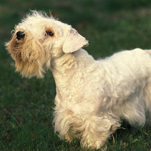 Sealyham Terrier