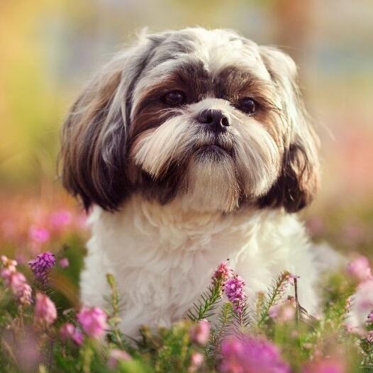 Shih Tzu Dog Breed Information