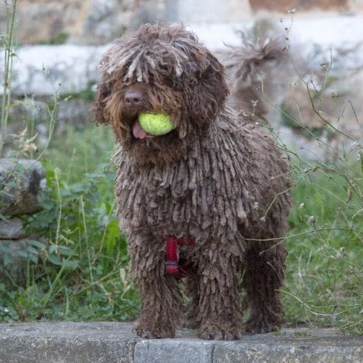 Spanish Water Dog