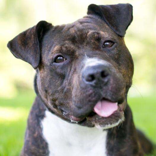 are staffordshire bull terriers intelligent