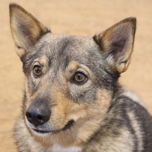 Swedish Vallhund