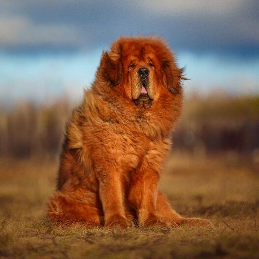 Tibetan Mastiff