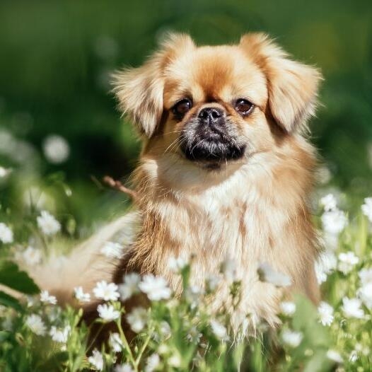 Tibetan Spaniel