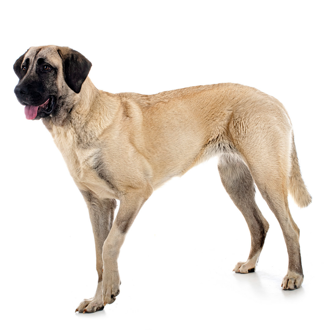 Turkish Kangal Dog Breed