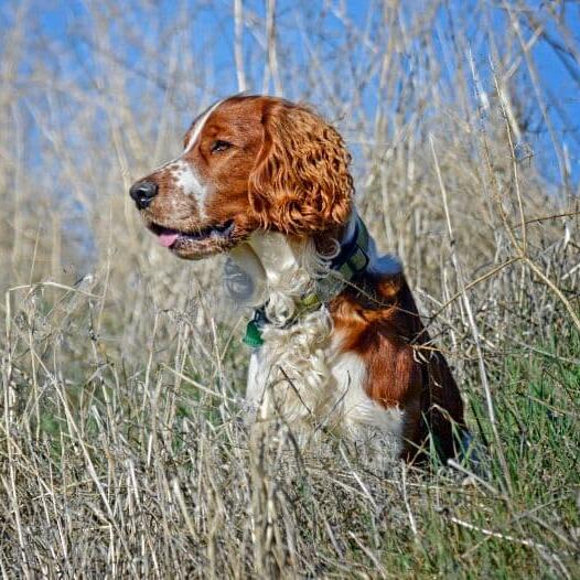 Welsh Springer Spaniel