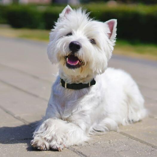 West Highland White Terrier (Westie)