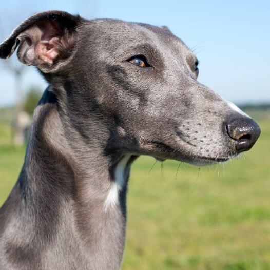 Whippet