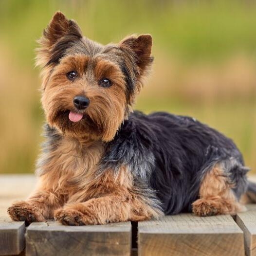 will sugar cookies harm my manchester terrier