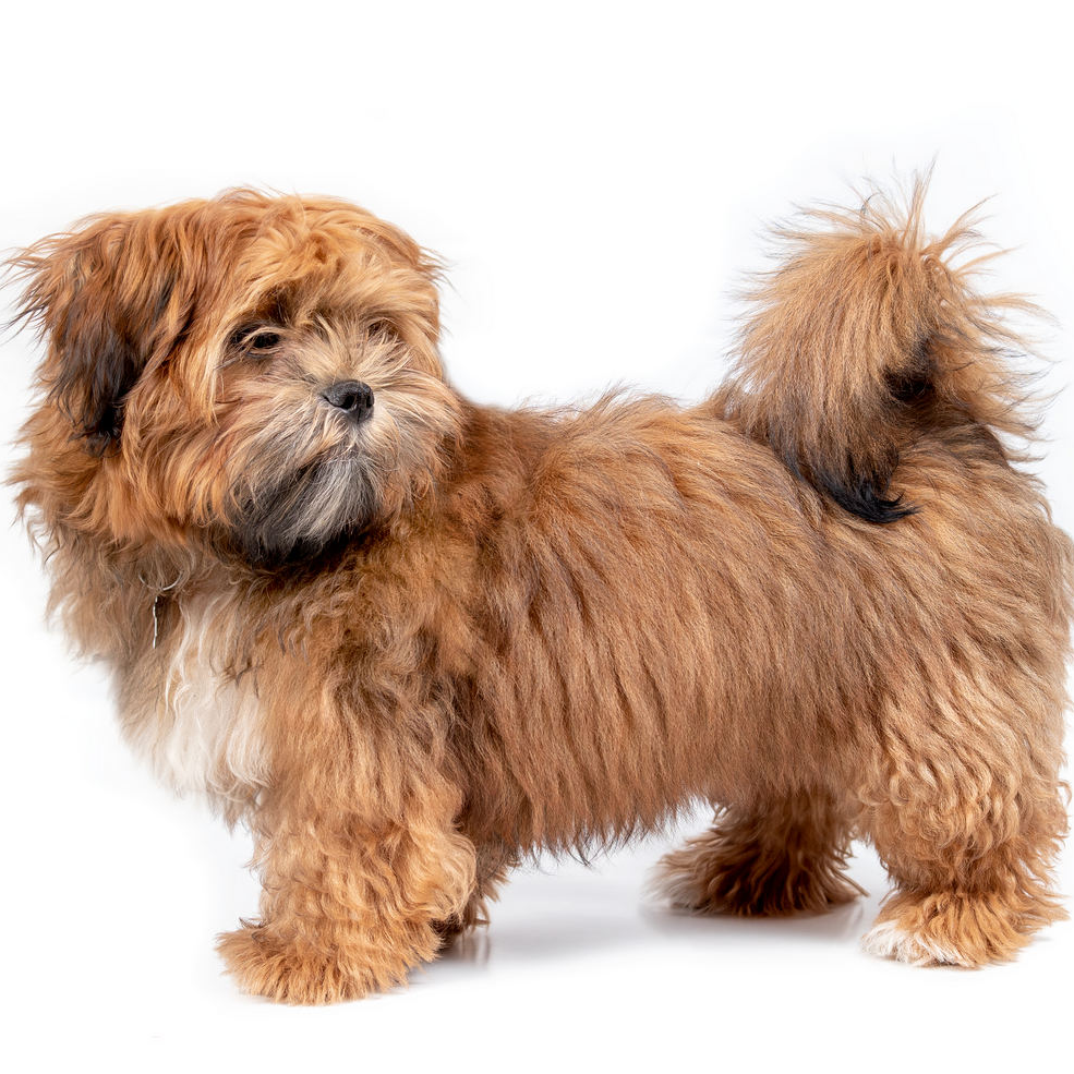 Zuchon Dog Breed