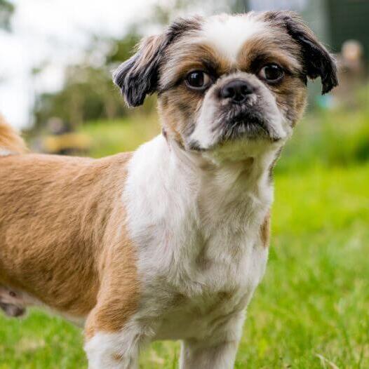 Zuchon Dog Breed