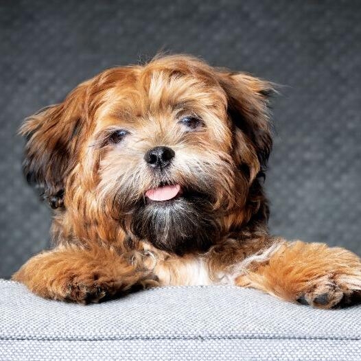 Zuchon Dog Breed Information | Purina
