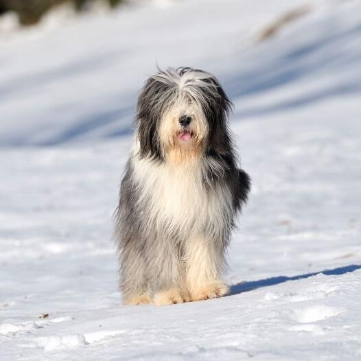 Bearded Collie