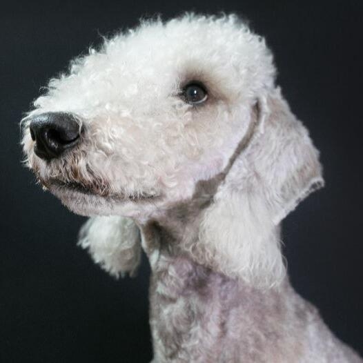 Bedlington Terrier