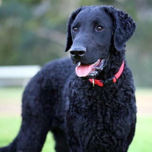 curly coated retriever