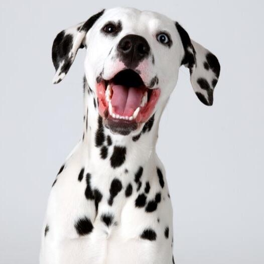 dalmatian