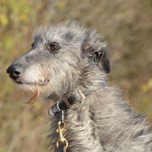 deerhound