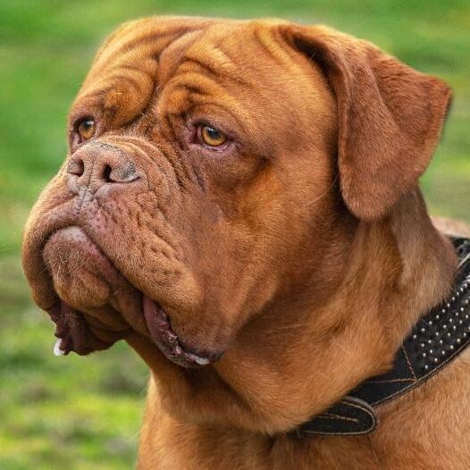 dogue de bordeaux