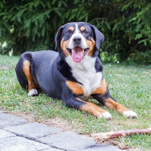 Entlebucher shop mountain puppy
