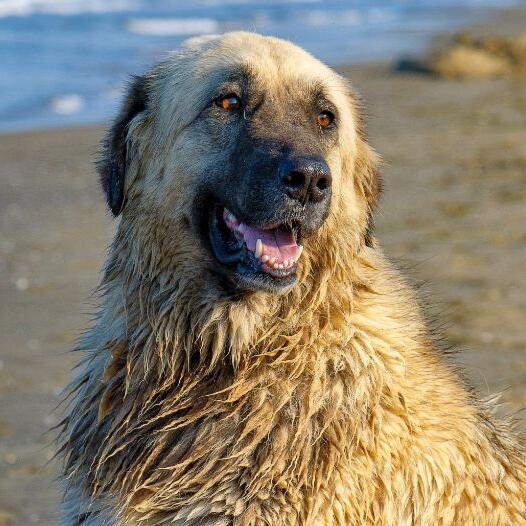 estrela mountain dog