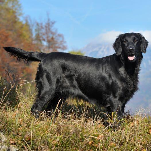 flatcoated retriever